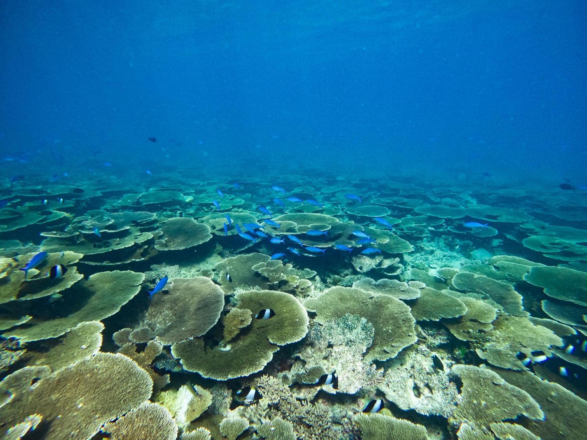 Manta Sea View Himandhoo Hotel Bagian luar foto